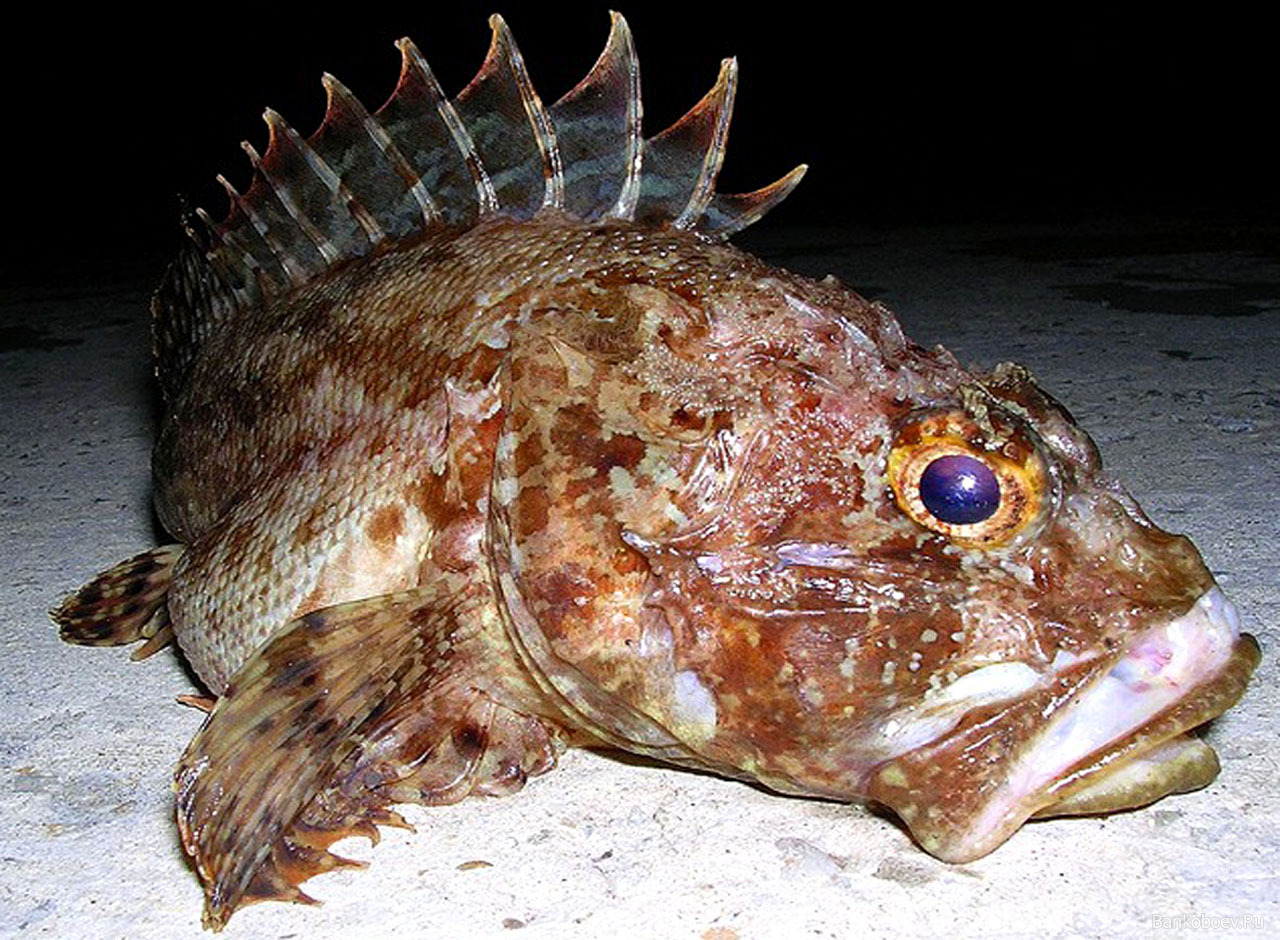 Морская съедобная рыба. Скорпена (морской Ерш). Рыба скорпена Черноморская. Черноморская скорпена-ёрш ядовитая. Скорпена (Черноморская скорпена-ёрш).